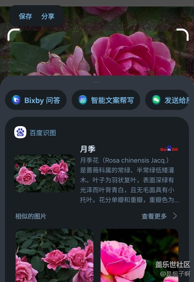 #五月滿園芳——月季