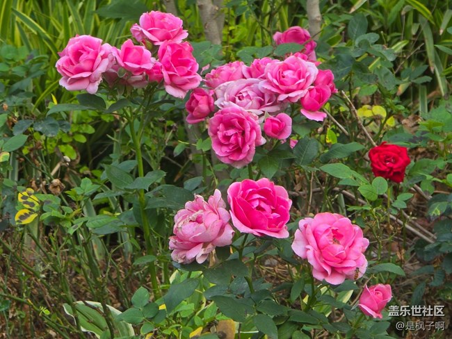 #五月滿園芳——月季