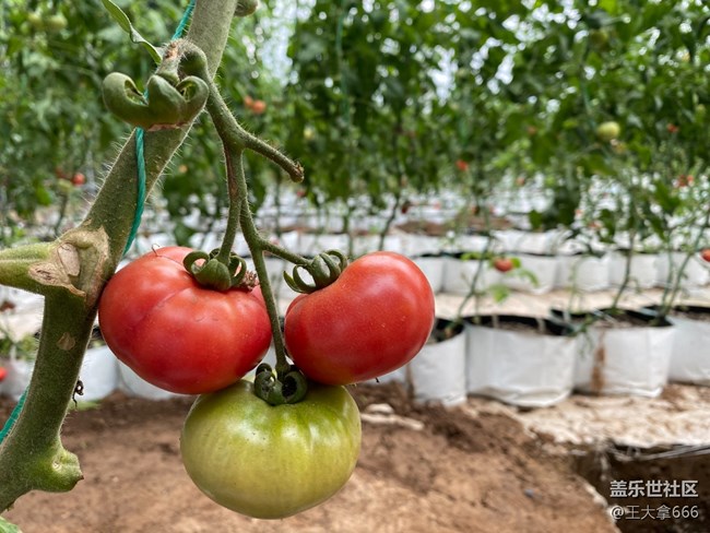 【 長(zhǎng)焦與微距】+假期采摘