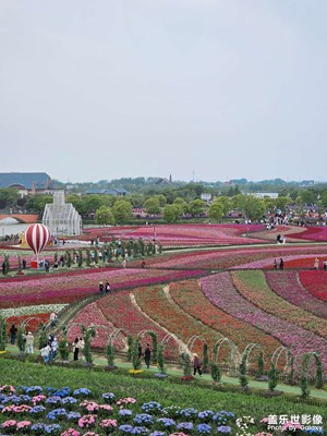 【漫旅拾光】+荷蘭花海