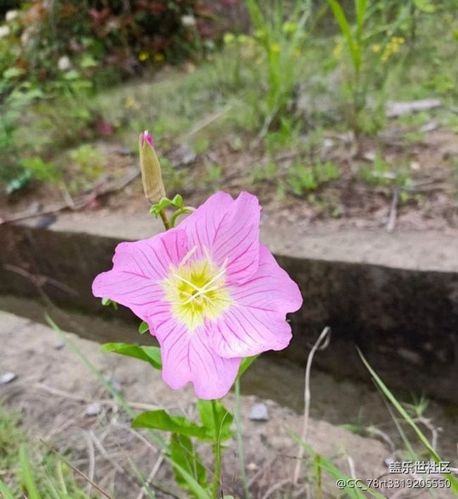 【夏日清涼】花兒開