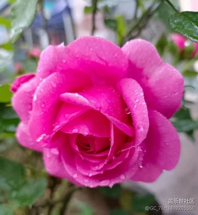 【夏日清涼】花兒開