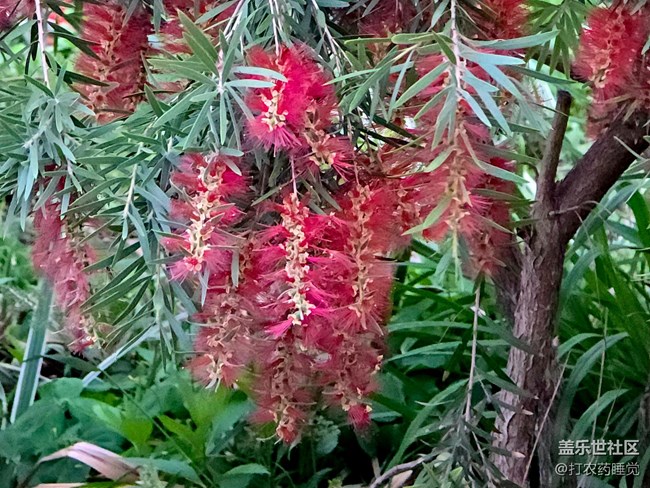 #五月滿園芳——紅千層