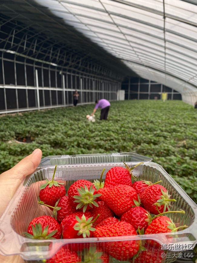 【 長(zhǎng)焦與微距】+假期采摘