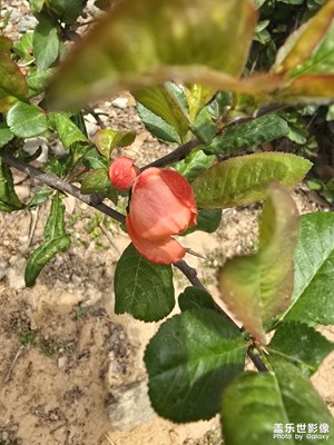 【漫旅拾光】+海棠花