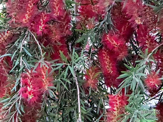 #五月滿園芳——紅千層