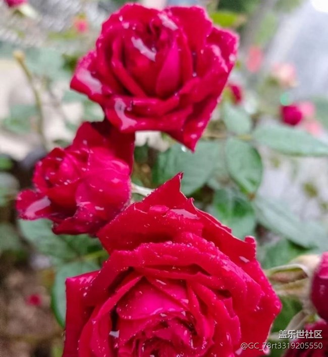 【夏日清涼】花兒開