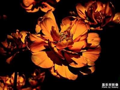 【漫旅拾光】+花開得正好