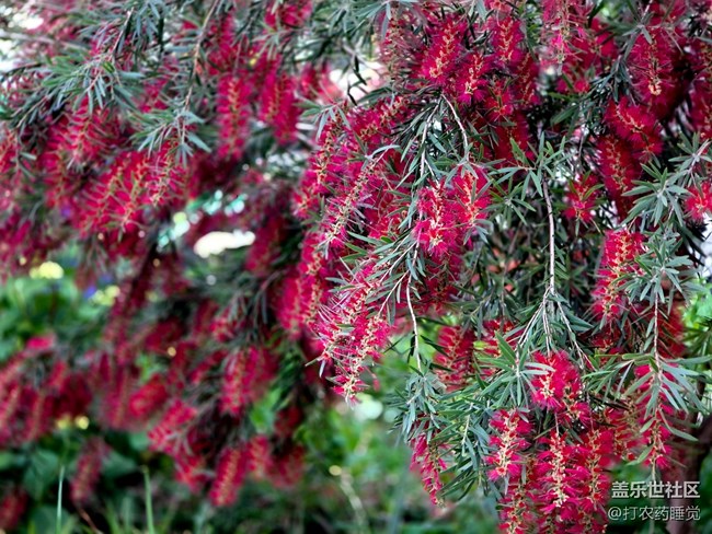 #五月滿園芳——紅千層