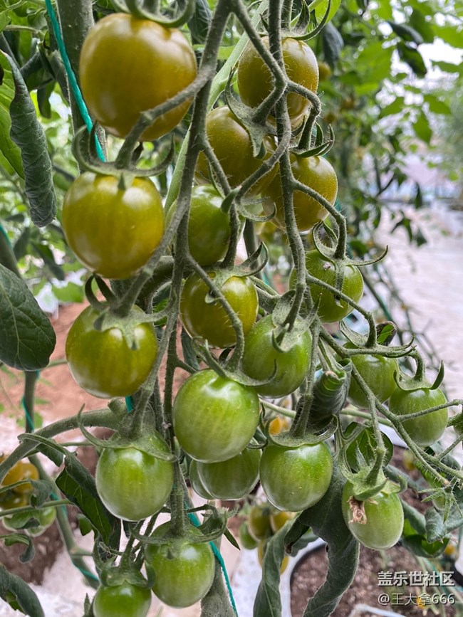 【 長(zhǎng)焦與微距】+假期采摘