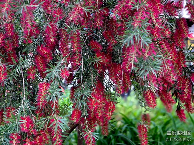 #五月滿園芳——紅千層