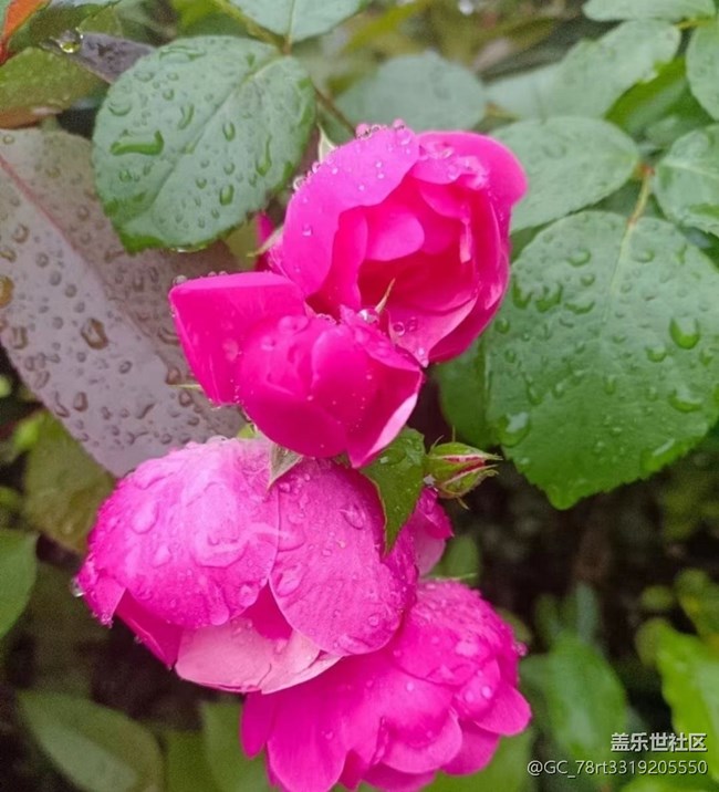 【夏日清涼】花兒開