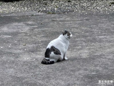 【漫旅拾光】+可愛小貓