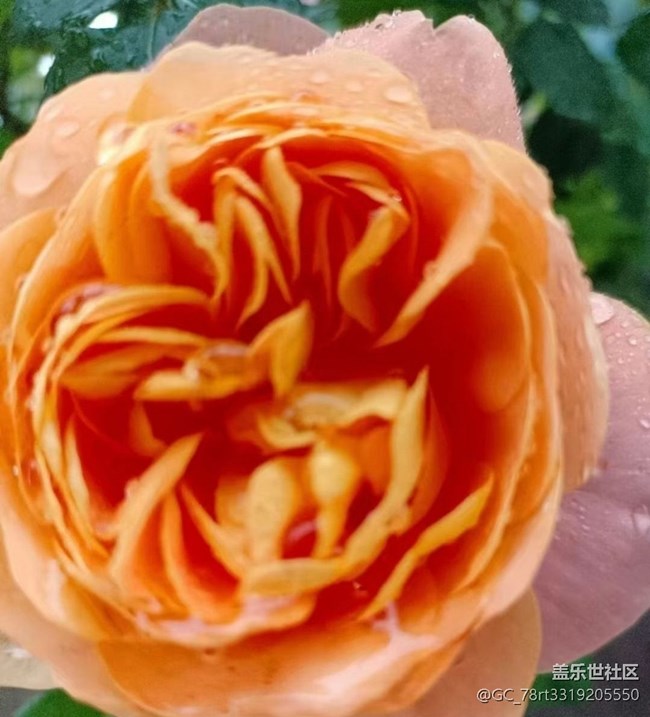 【夏日清涼】花兒開