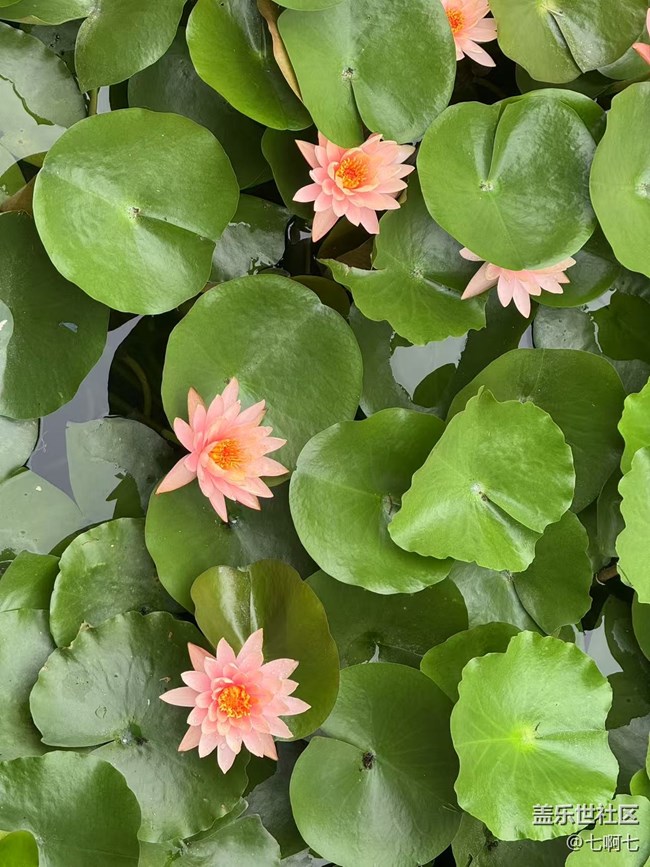 4月26日春游線下攝影活動(dòng)