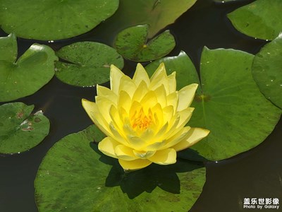 【漫旅拾光】+花的美