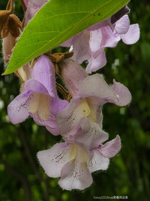 GalaxyS22Ulltra  泡桐馨香