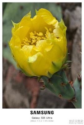 【漫旅時光】+五月花