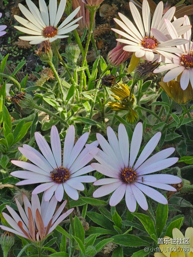 【 長(zhǎng)焦與微距】花芯