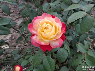 Galaxy A56 5G 月季花