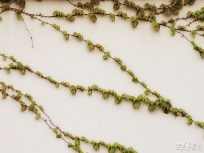 Galaxy S23 Ultra【美麗五月】