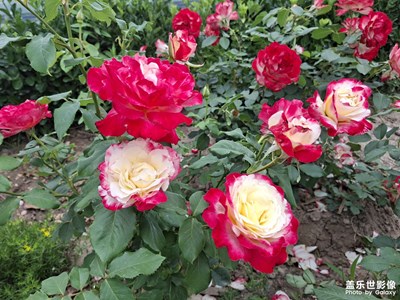 【漫旅拾光】Galaxy A56 5G 月季花