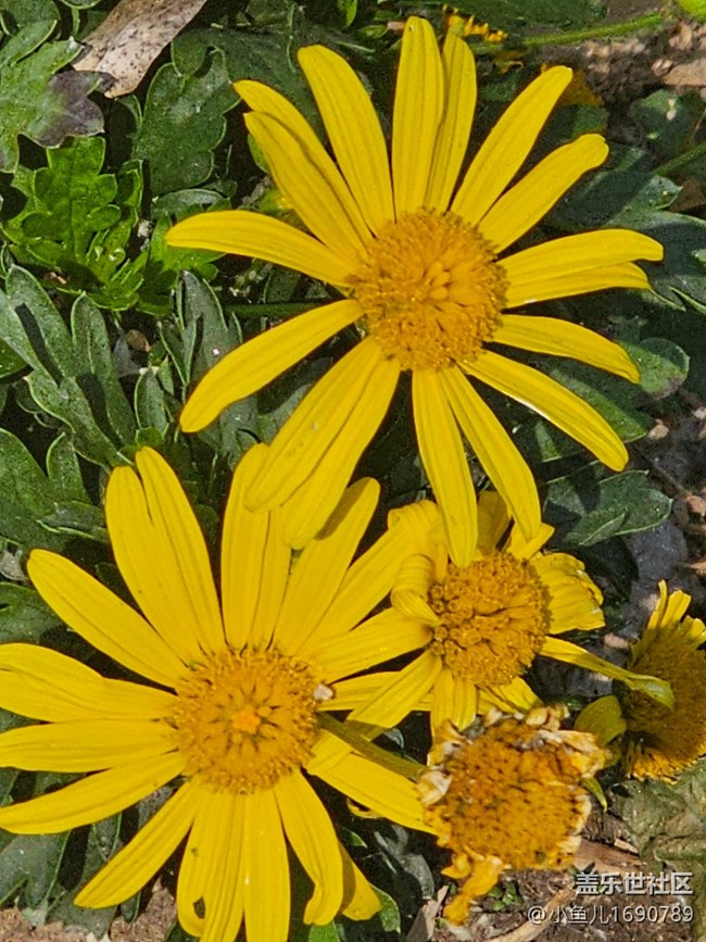 【 長(zhǎng)焦與微距】花芯