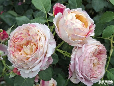 【漫旅拾光】+月季花