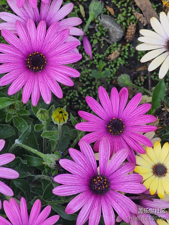 【 長(zhǎng)焦與微距】花芯