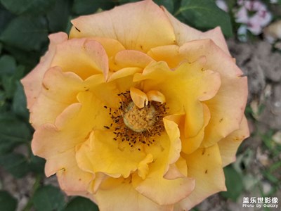 Galaxy A56 5G 月季花