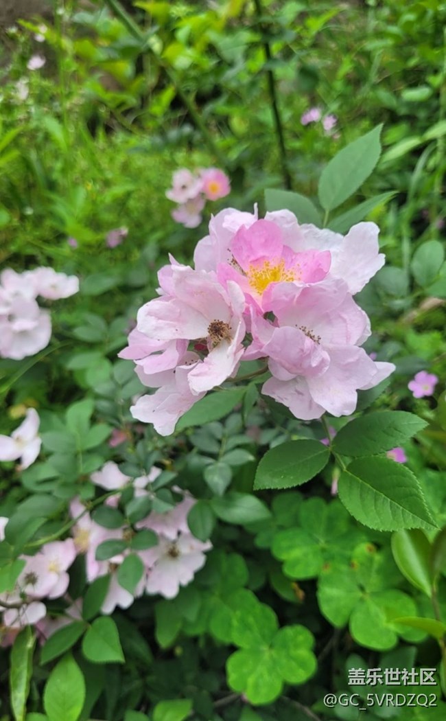 【夏日清涼】花開茂盛