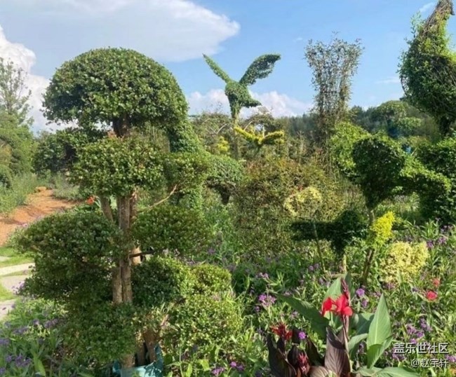 【夏日清涼】花海