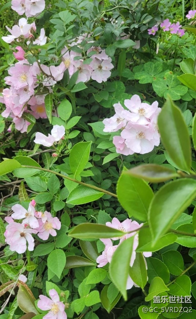 【夏日清涼】花開茂盛