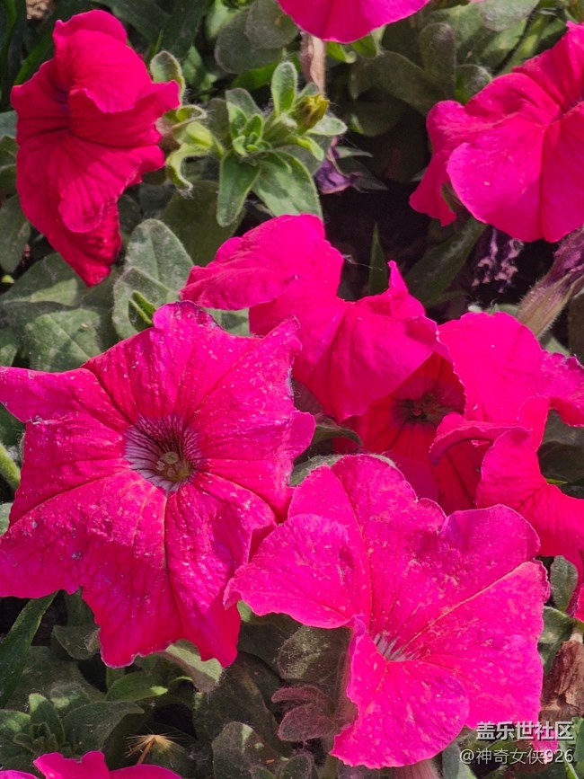 【 長焦與微距】鮮艷的花