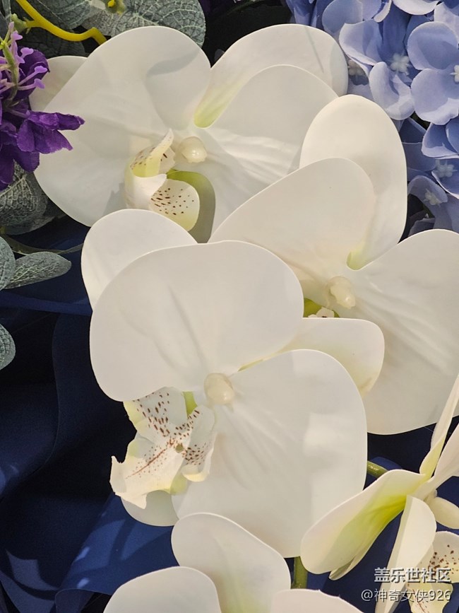 【 長焦與微距】禮花