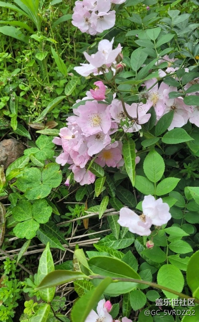 【夏日清涼】花開茂盛