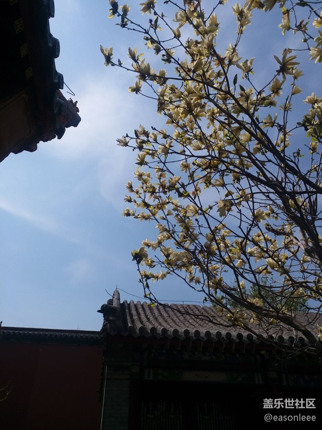 【春風(fēng)得意時(shí)】沈陽(yáng)的春天來來去去