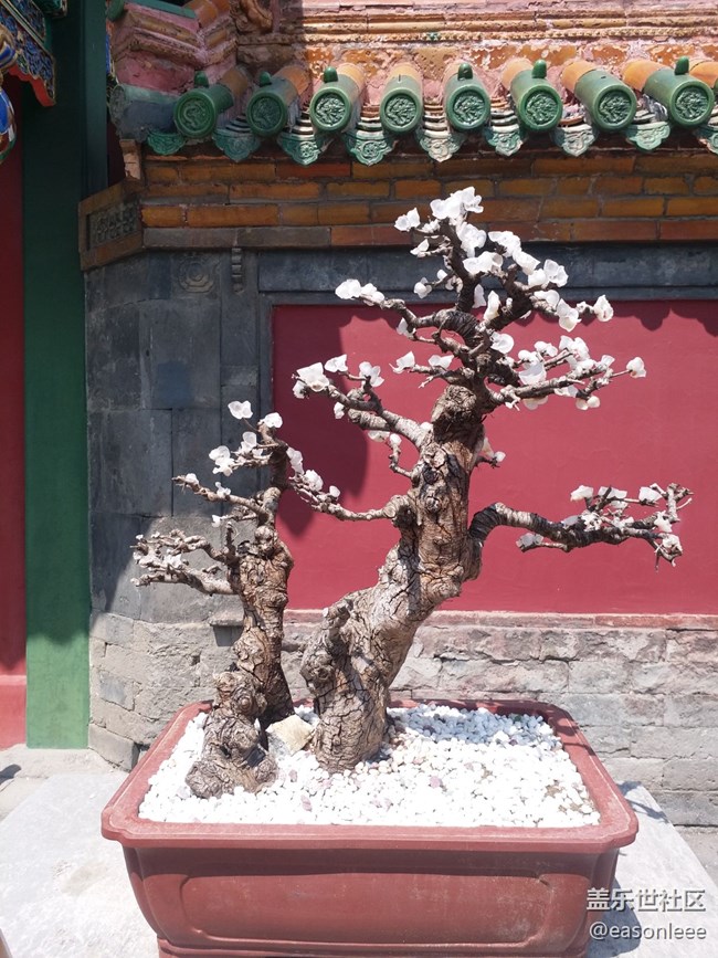 【春風(fēng)得意時(shí)】沈陽(yáng)的春天來來去去