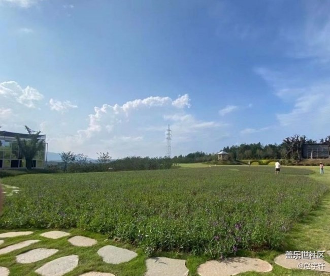 【夏日清涼】花海