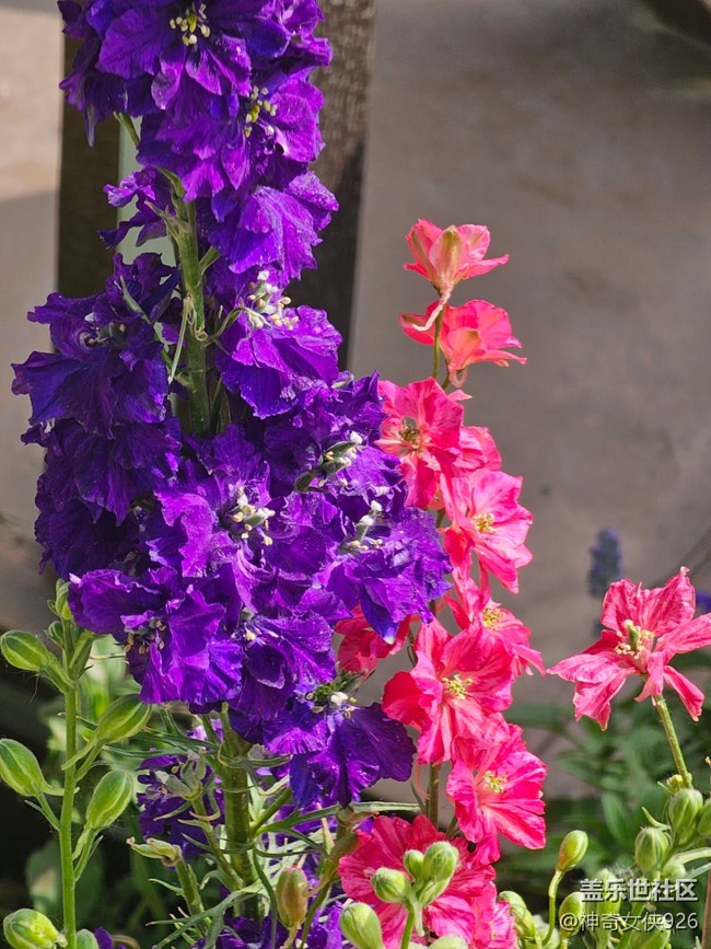 【 長焦與微距】鮮艷的花