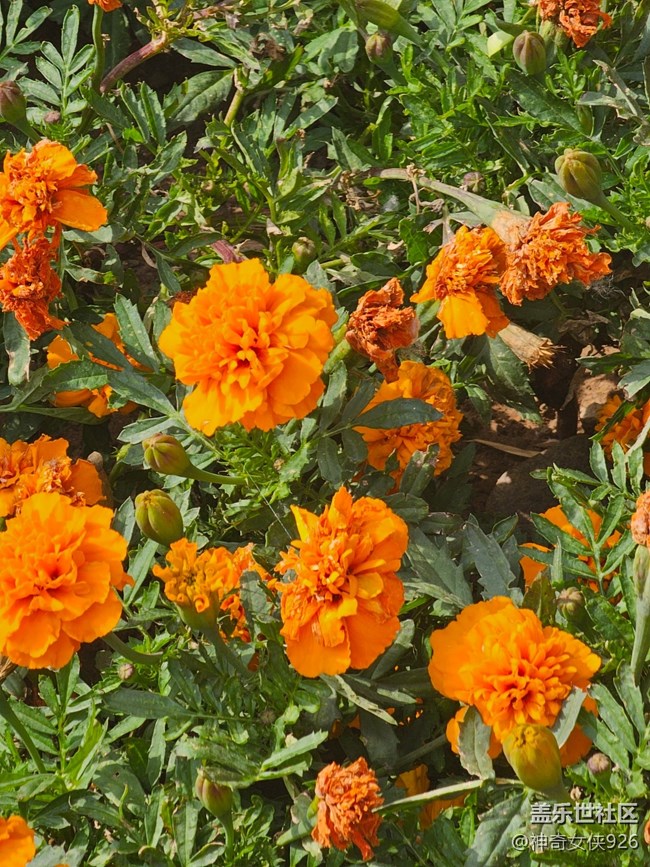 【 長焦與微距】鮮艷的花