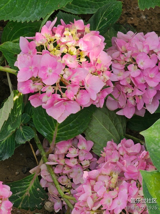 【 長焦與微距】鮮艷的花