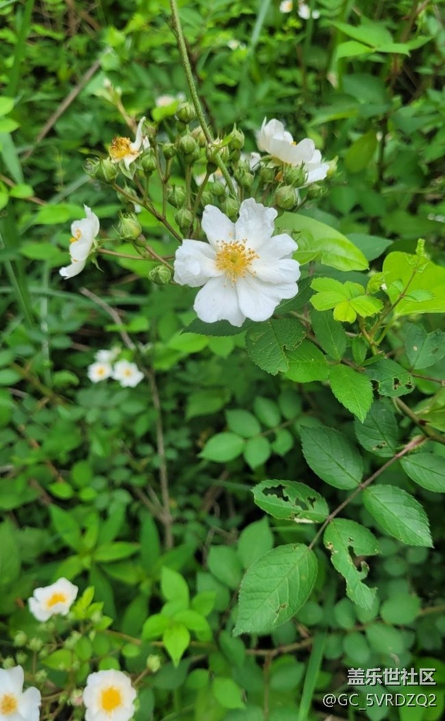 【夏日清涼】花開茂盛