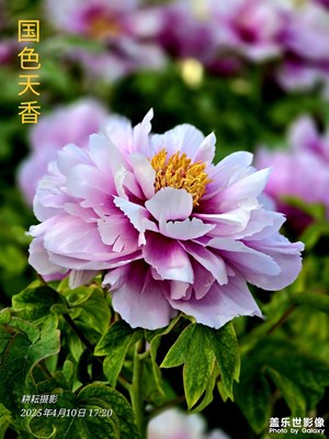 國色天香醉人間