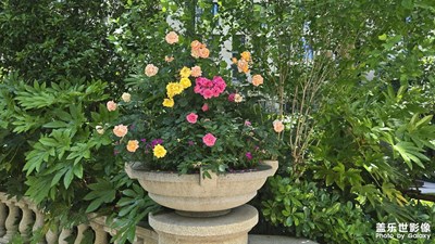 【漫旅拾光】+悠閑夏日