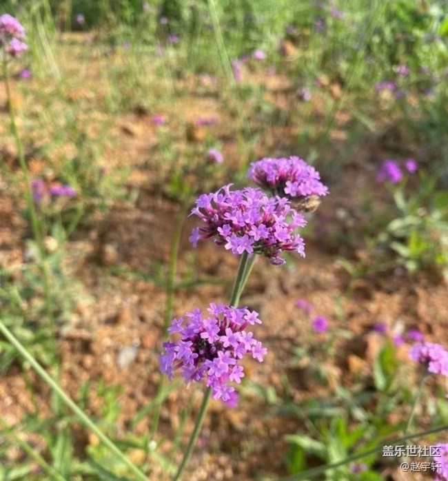 【夏日清涼】花海