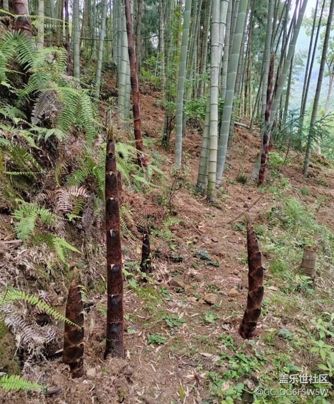 【夏日清涼】家鄉(xiāng)美