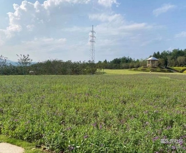 【夏日清涼】花海