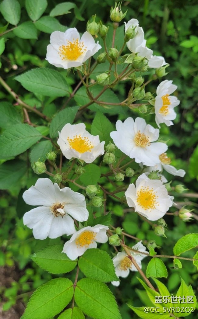 【夏日清涼】花開茂盛