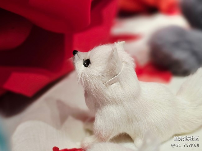 【重啟九尾狐線下攝影活動(dòng)】+毛茸茸的小狐貍